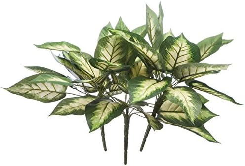 OakRidgeTM Hosta Bushes